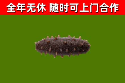 台中市回收海参干
